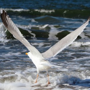 Flugstart