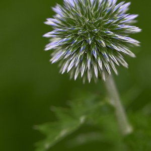 Natur
